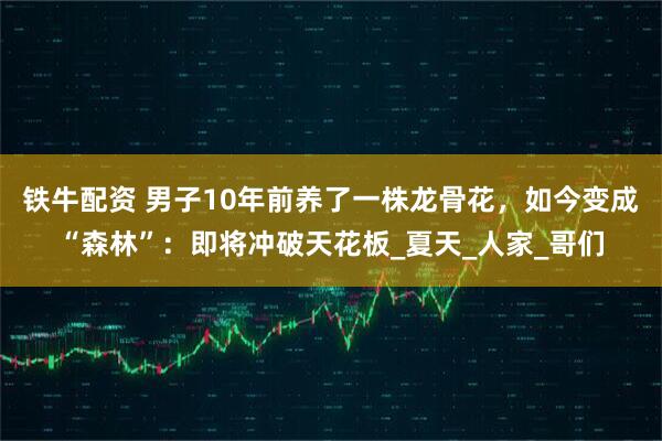铁牛配资 男子10年前养了一株龙骨花，如今变成“森林”：即将冲破天花板_夏天_人家_哥们